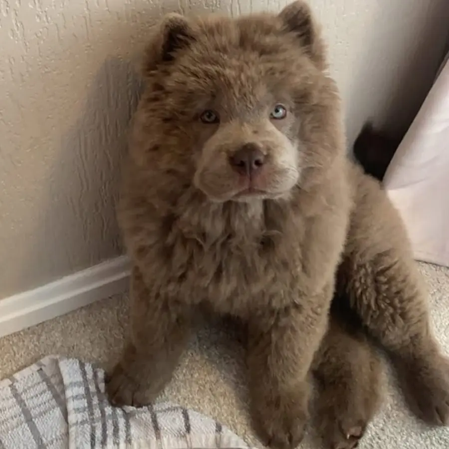 Nala (1) (1)