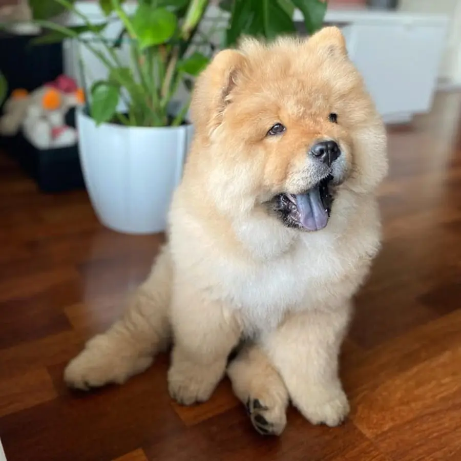 Simba (1) (1)