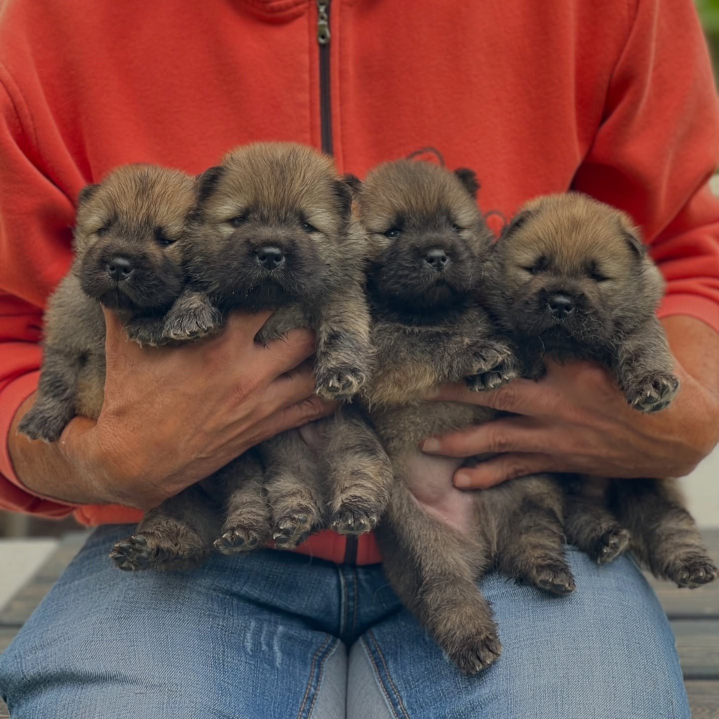 Chow Chow puppies available for sale