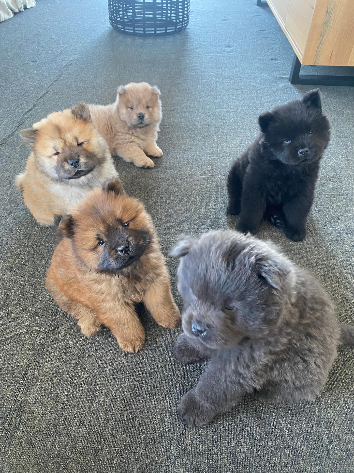 Healthy adult Chow Chow dog