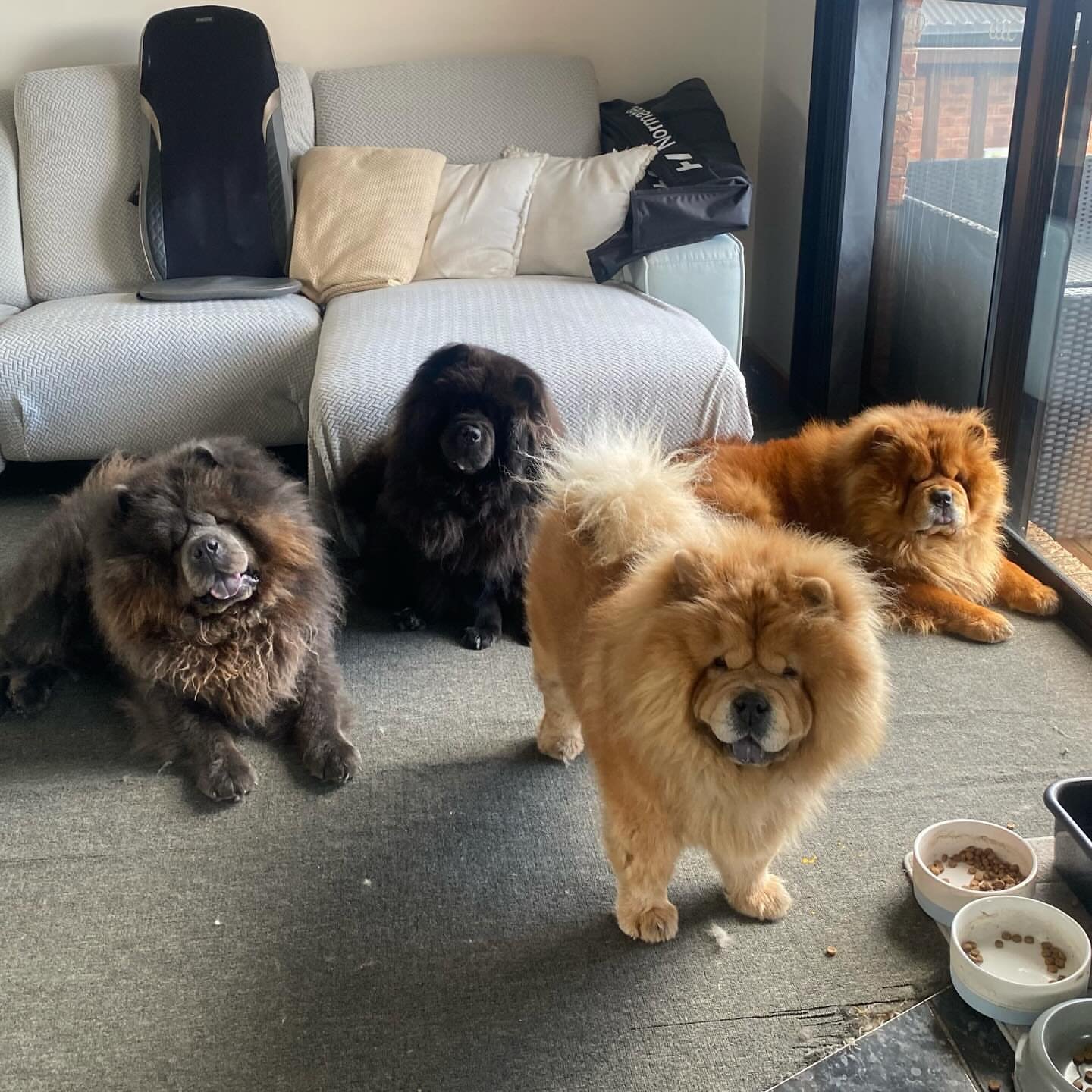 Chow Chow puppies raised in a home environment