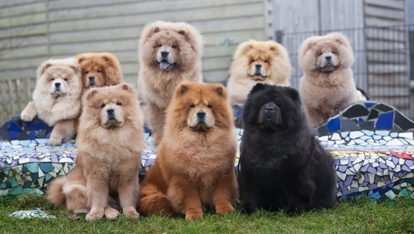Chow Chow puppy with loving family